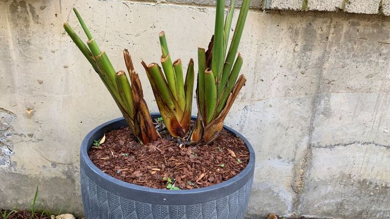 Avoid Heavy Pruning On Bird Of Paradise