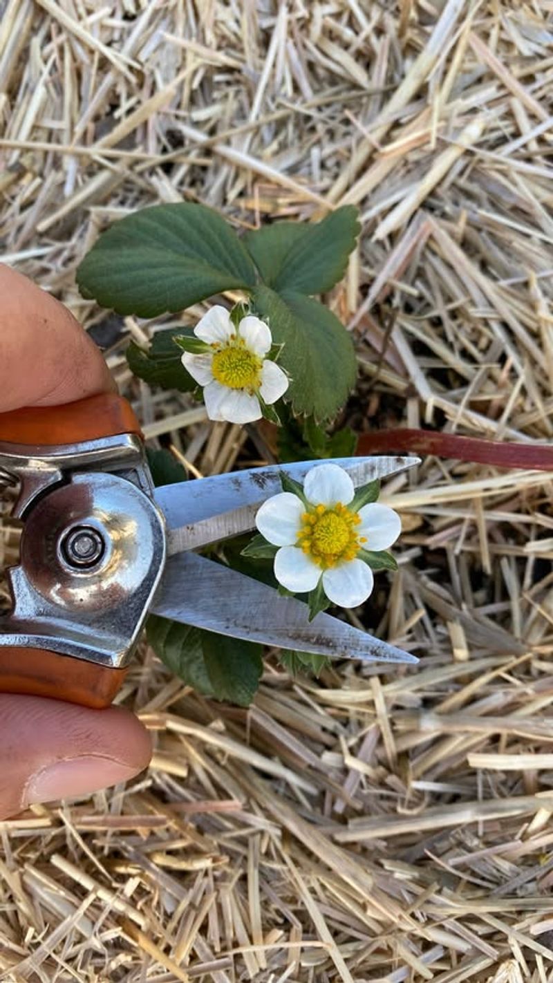 Pruning Precision Trimming For Juicy Rewards