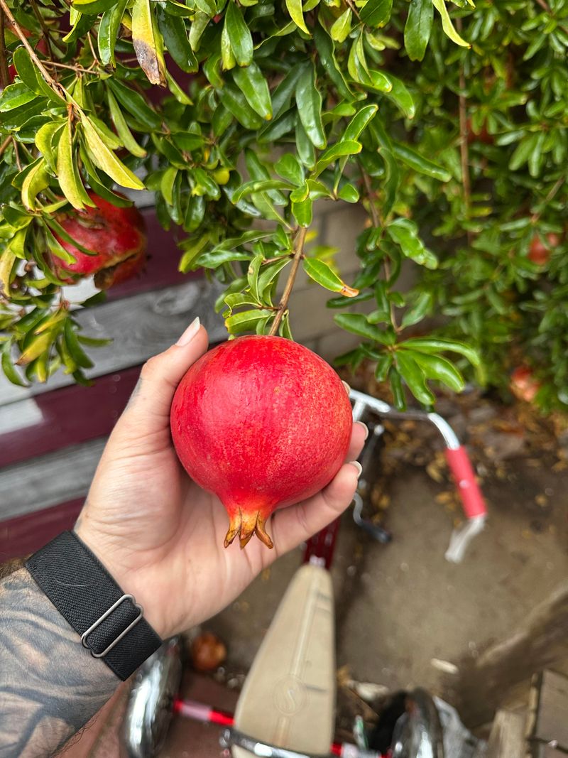 Harvesting Fruit And Herbs From A Living Hedge