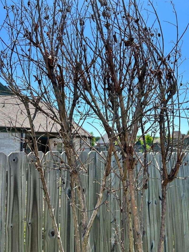 Some Branches Experienced Winter Damage