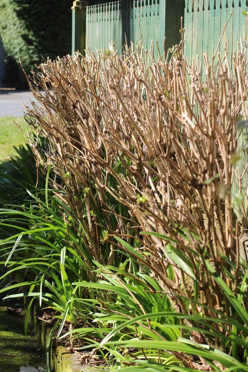 Cutting Back New-Wood Bloomers Too Late In Spring