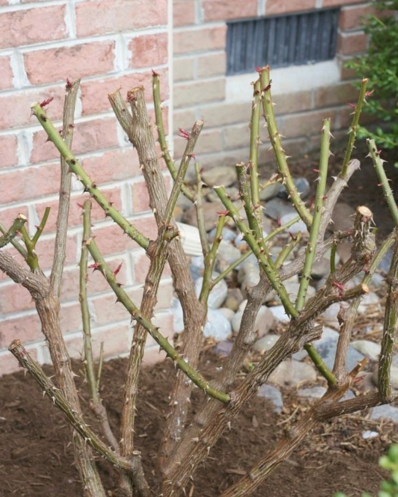 Not Removing Dry Or Damaged Canes