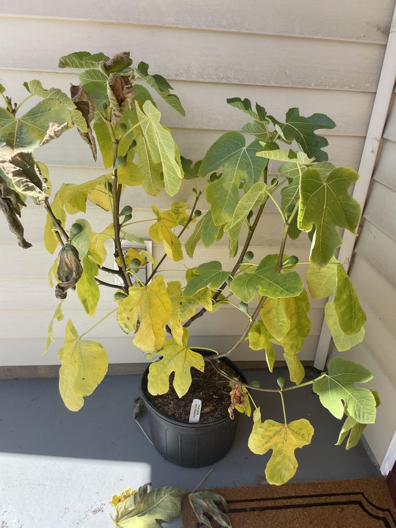 Overwatering Or Underwatering