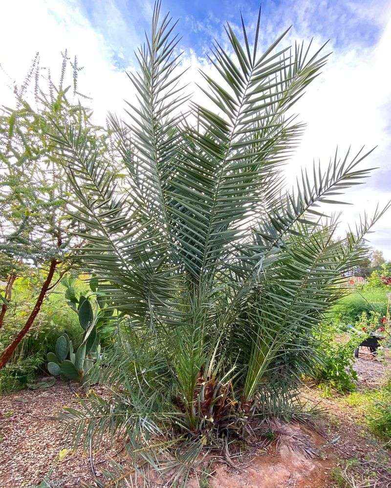 Ignoring Soil Drainage Causes Long Term Root Issues