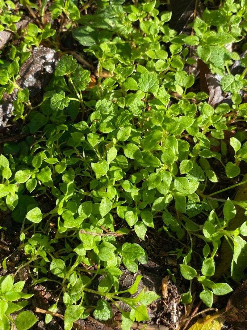 Loosen Moist Soil First To Make Hand Weeding Easier