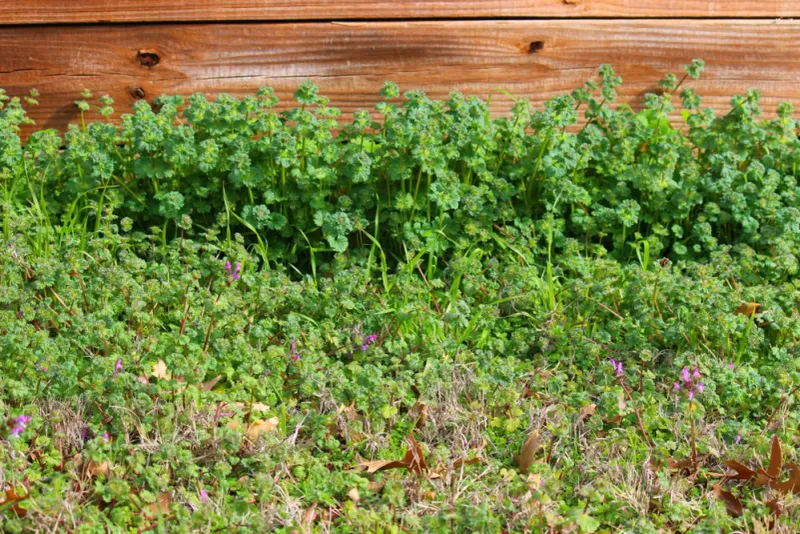 Use Herbicides Only At The Right Time