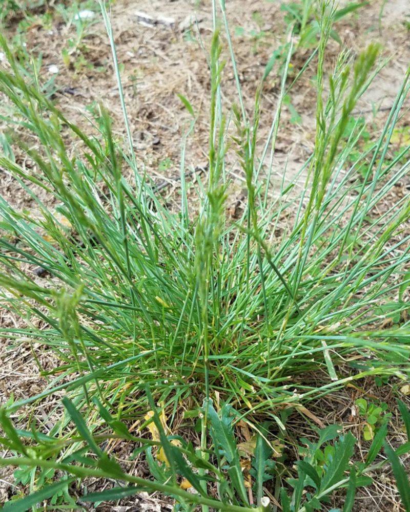 Crabgrass