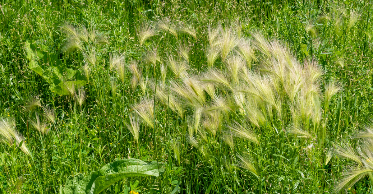 foxtail