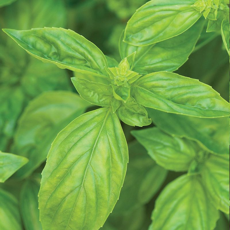 Basil Seeds Filling Gardens With Fragrant Leaves