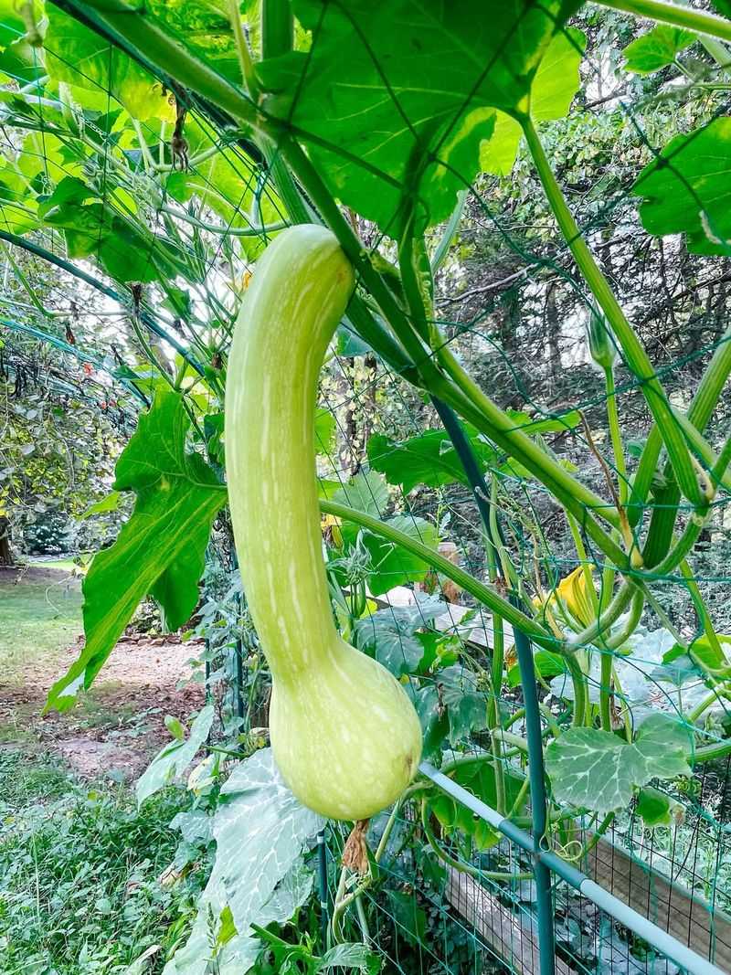 Winter Squash Performs Better When Planted Later In Spring