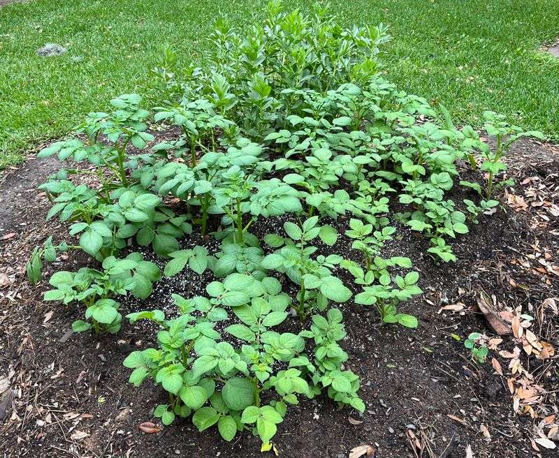 Potatoes Compete For Nutrients Zinnias Need For Blooming