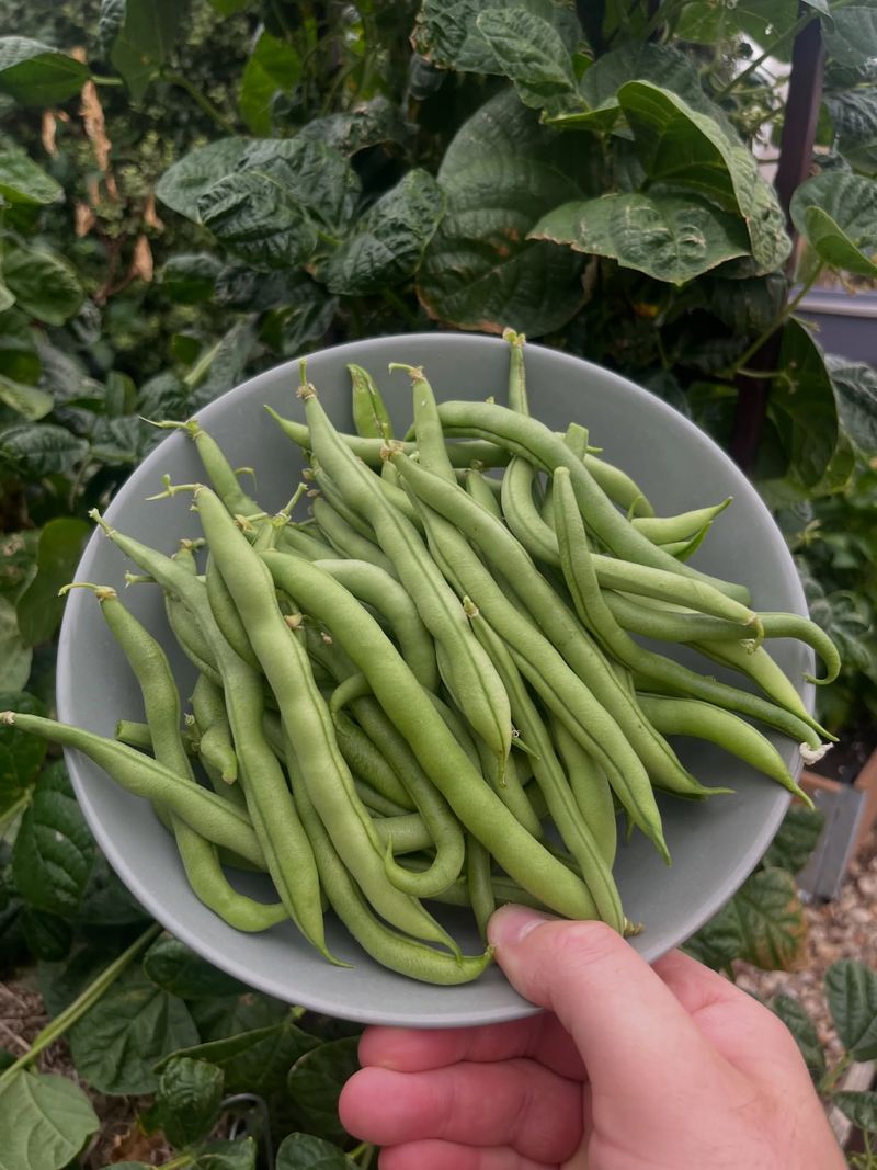 Green Beans