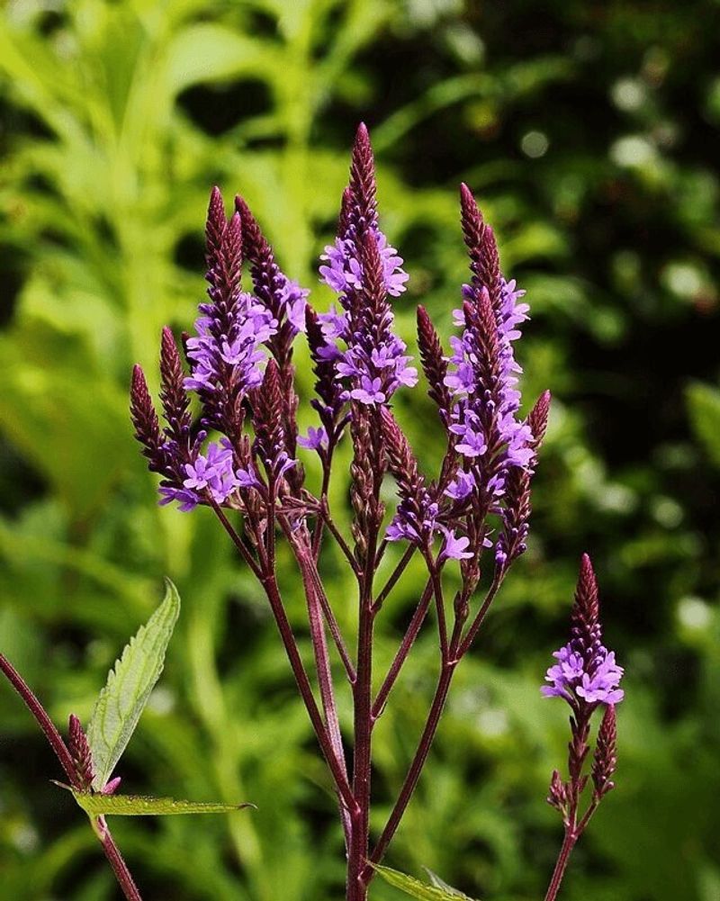 Blue Vervain