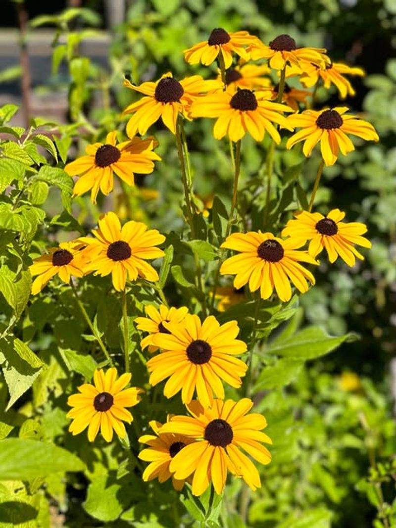 Black-Eyed Susan