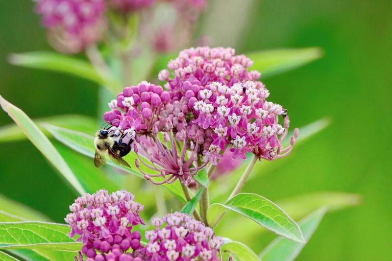 Swamp Milkweed 