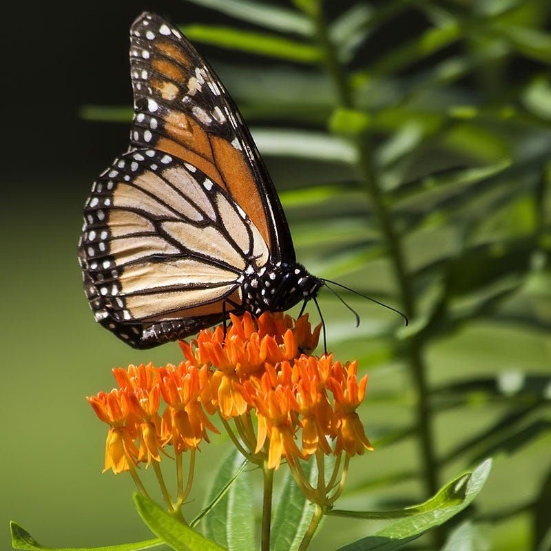 Butterfly Weed Draws Monarchs With Bright Orange Flowers