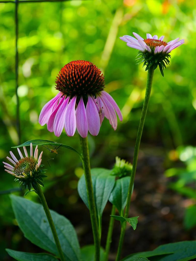 What Makes Purple Coneflower So Eye-Catching