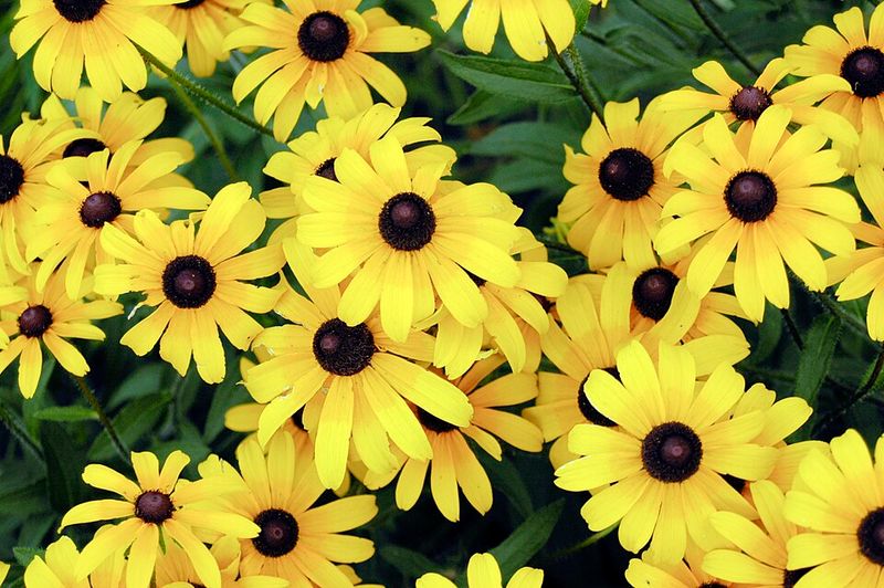 Black-Eyed Susan Adds Bright Summer Color
