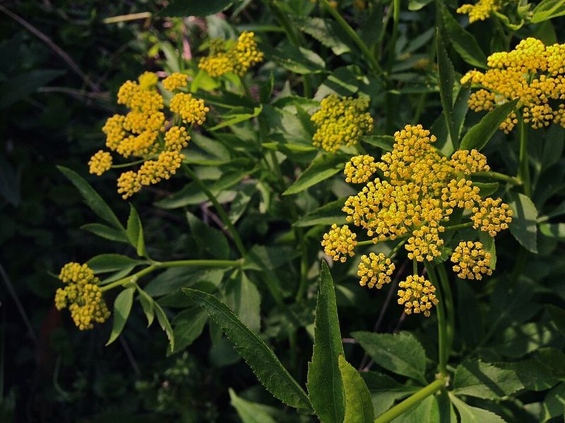 Golden Alexander Starts The Season With Cheerful Yellow Blooms