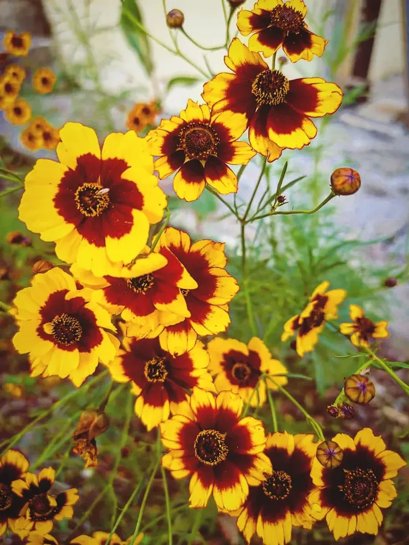 Plains Coreopsis (Coreopsis Tinctoria)