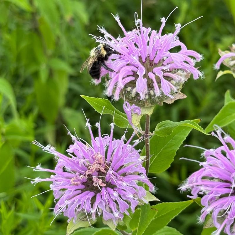 Wild Bergamot (Monarda Fistulosa)