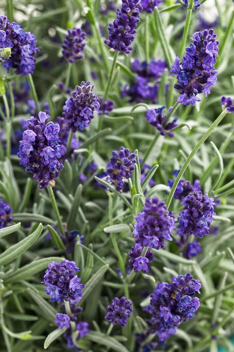 Lavender (Lavandula Angustifolia)