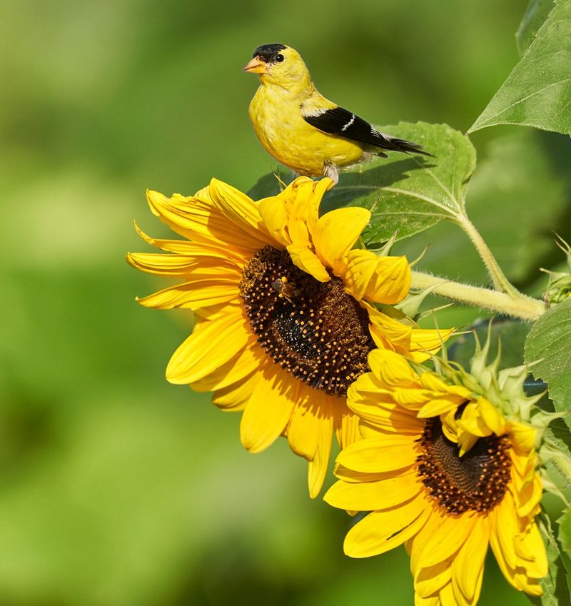Sunflowers (Helianthus Spp.)