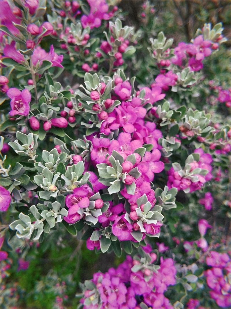Texas Sage (Leucophyllum Frutescens)