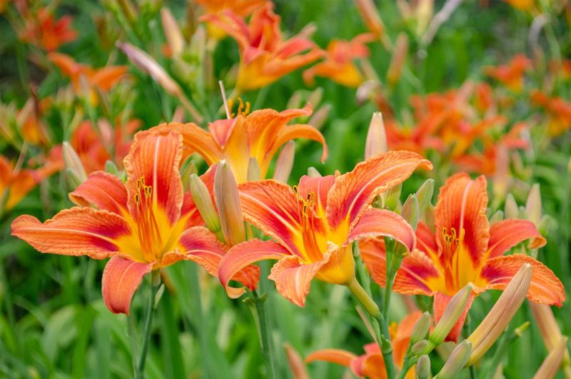 Daylilies (Hemerocallis Spp.)