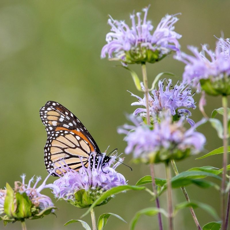 Wild Bergamot (Monarda Fistulosa)