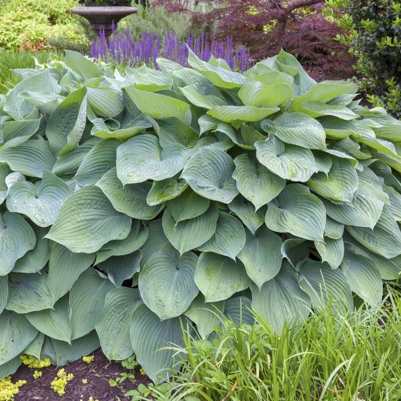 Hosta