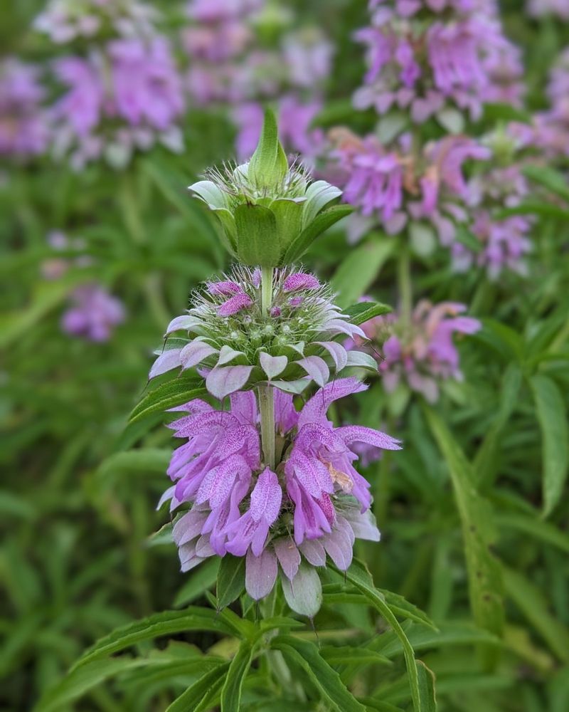 Lemon Beebalm (Monarda Citriodora)