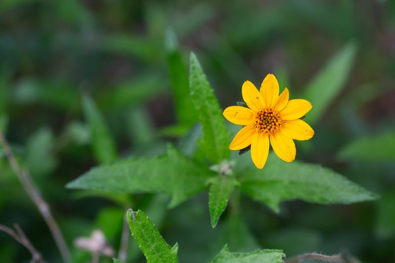Zexmenia (Wedelia Acapulcensis Var. Hispida)