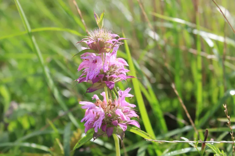 Bee Balm (Monarda Citriodora)