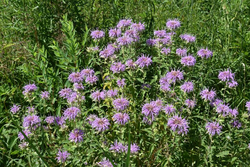Wild Bergamot Forms Expanding Colonies