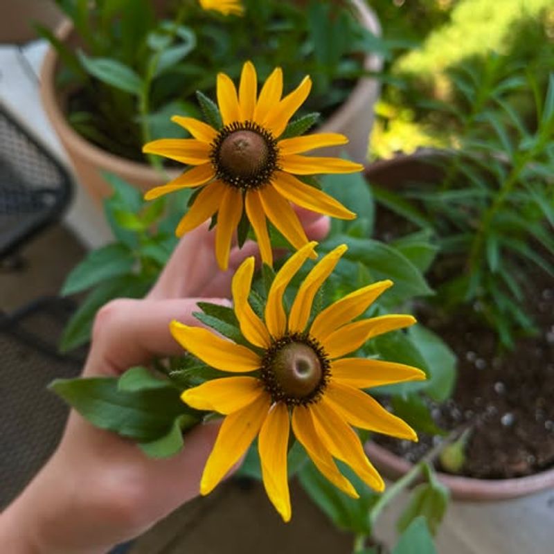 Black-Eyed Susan Performs Strongly In Pots Through Georgia Heat