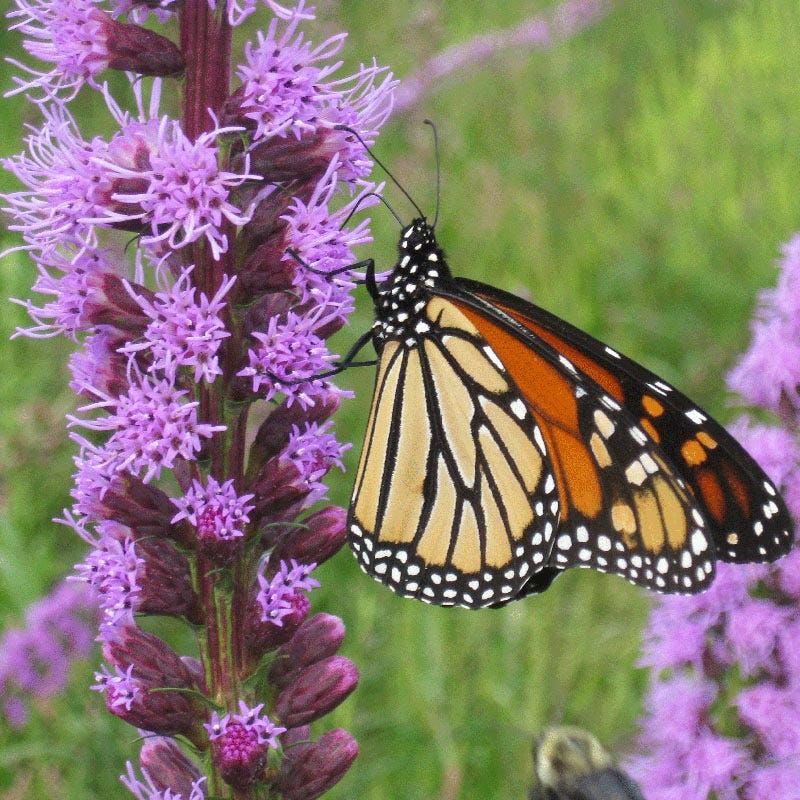 Blazing Star Sends Butterflies Soaring Up Tall Spikes
