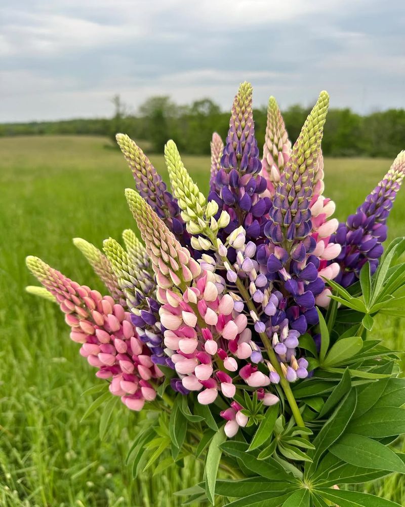 Lupine With Their Towering Colorful Spikes