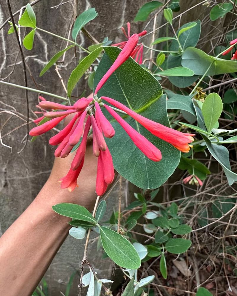 Coral Honeysuckle Vine Loved By Hummingbirds