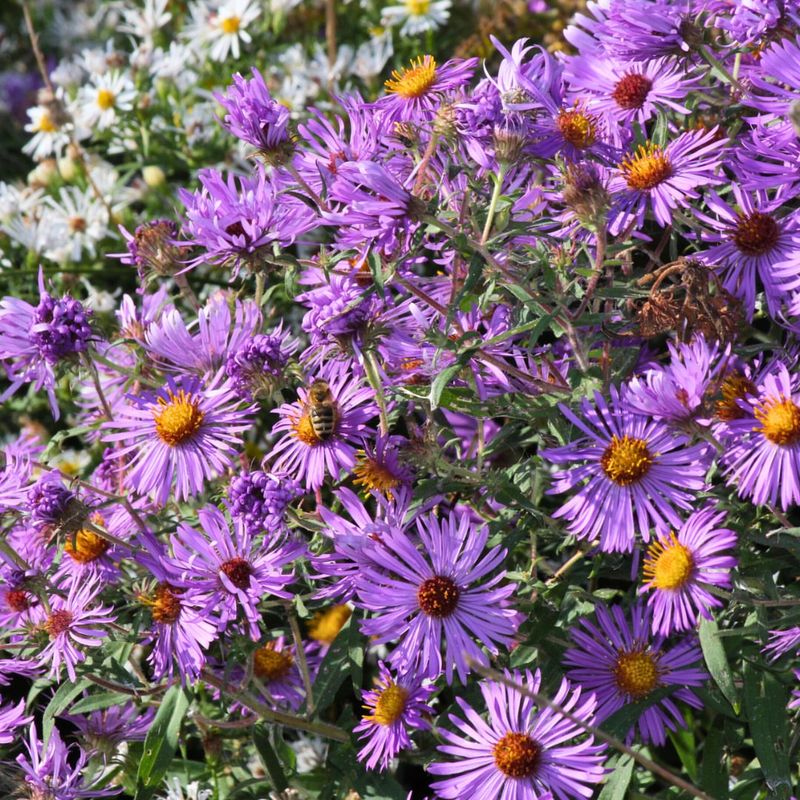 New England Aster Lighting Up Borders