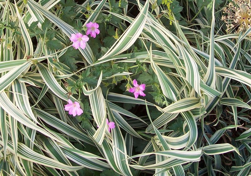 Ribbon Grass