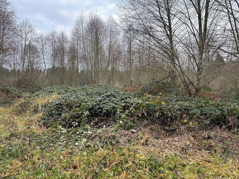 Himalayan Blackberry