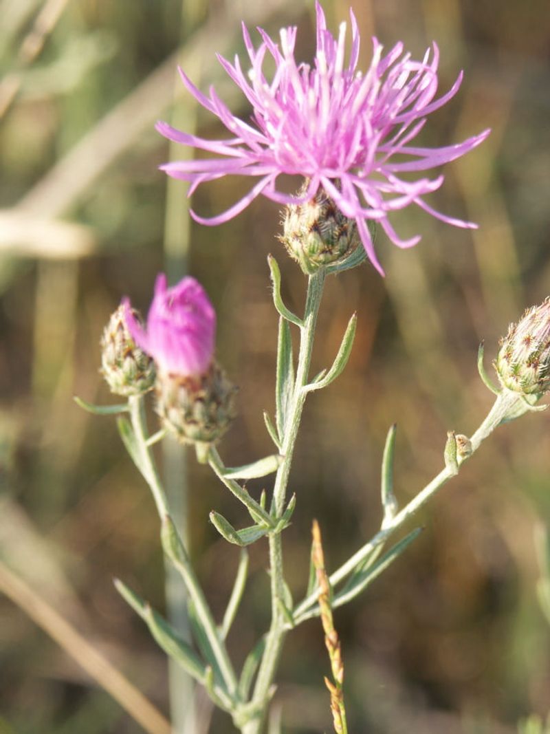 Spotted Knapweed