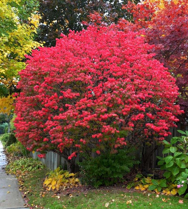Burning Bush Showing Off Its Fiery Fall Glow