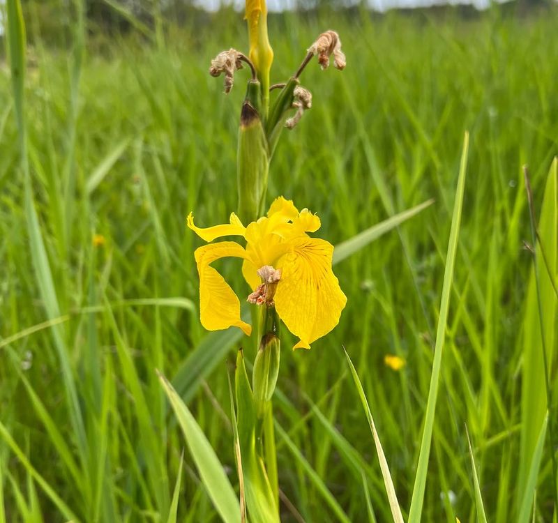 Yellow Flag Iris Is More Trouble Than It Looks