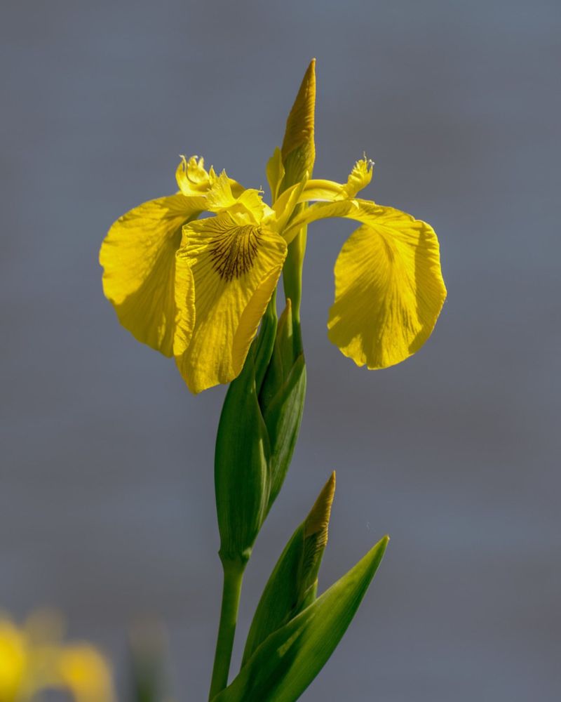 Yellow Flag Iris (Iris Pseudacorus)