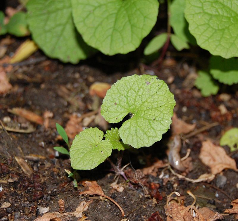 Garlic Mustard