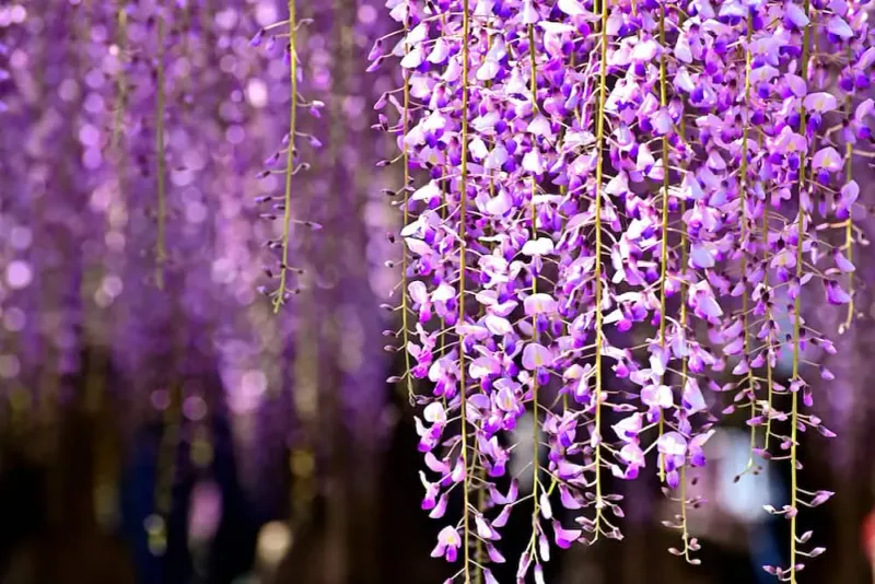 Wisteria (Chinese Or Japanese)