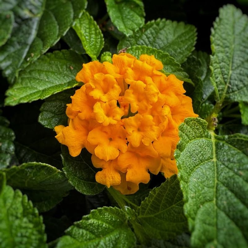 Lantana Thrives In Georgia Heat With Minimal Water