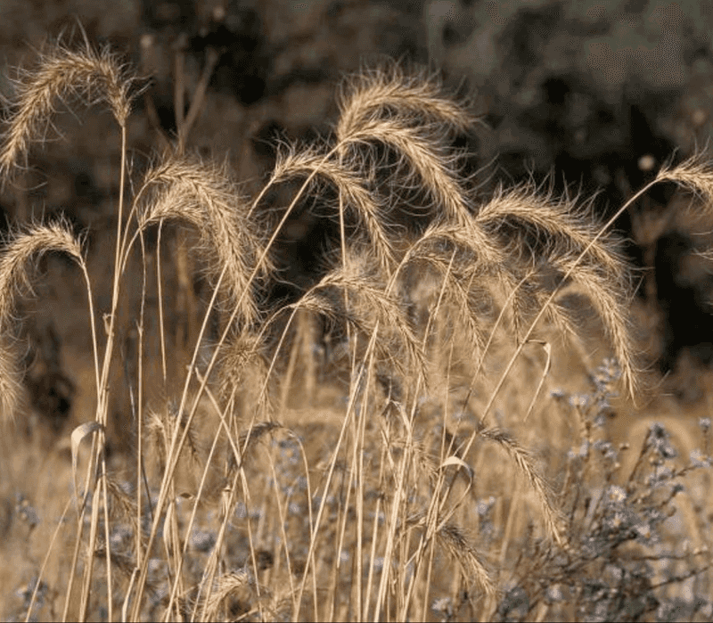 Canada Wild Rye Helps Stabilize Soil And Feed Wildlife